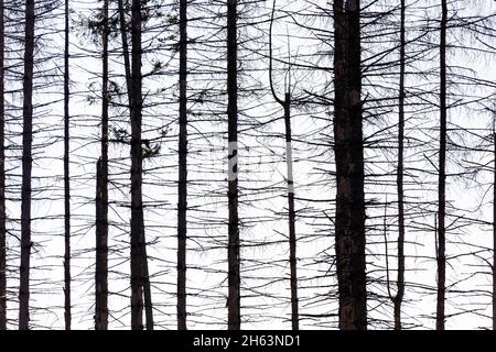 germania,sassonia-anhalt,brocken,wernigerode,schierke,alberi morti,silhouette,retroilluminazione Foto Stock