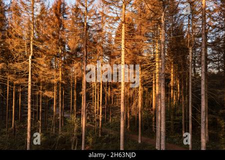 germania, turingia, masserberg, heubach, alberi morti, zona rennsteig, luce del mattino Foto Stock