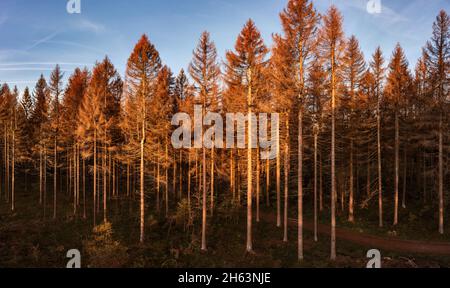 germania, turingia, masserberg, heubach, alberi morti, zona rennsteig, luce del mattino Foto Stock