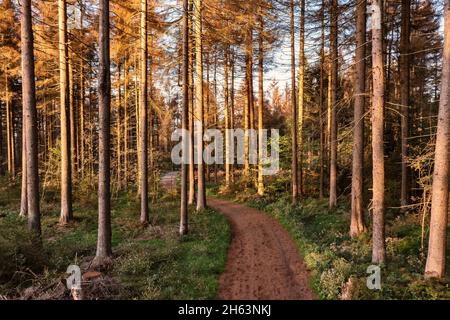 germania, turingia, masserberg, heubach, alberi morti, zona rennsteig, luce del mattino Foto Stock