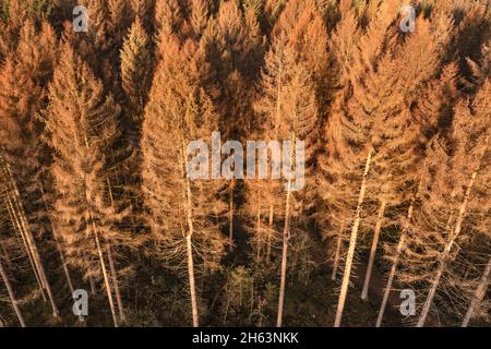 germania, turingia, masserberg, heubach, alberi morti, zona rennsteig, luce del mattino Foto Stock