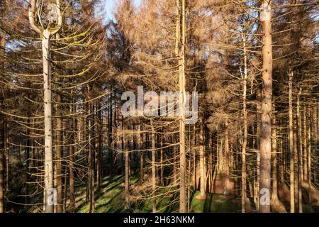 germania, turingia, masserberg, heubach, alberi morti, zona rennsteig, luce del mattino Foto Stock