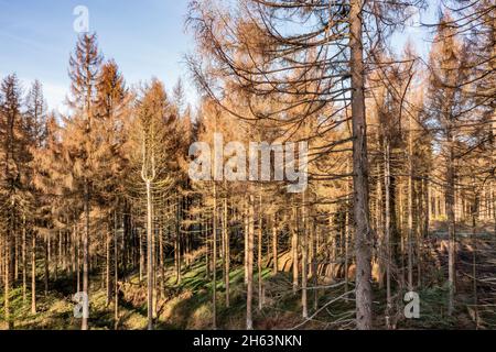 germania, turingia, masserberg, heubach, alberi morti, zona rennsteig, luce del mattino Foto Stock