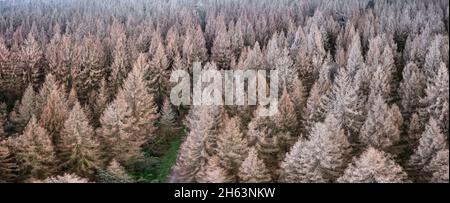 germania,turingia,masserberg,heubach,alberi morti Foto Stock