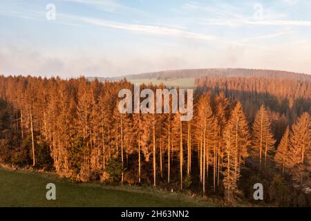 germania,turingia,masserberg,heubach,alberi morti,zona di rennsteig,panoramica Foto Stock