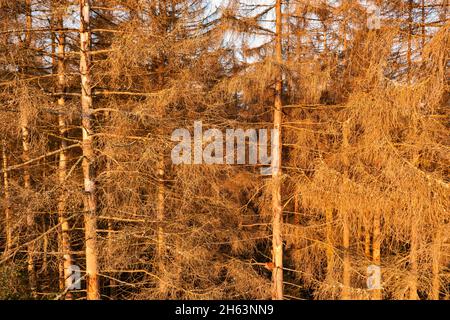 germania, turingia, masserberg, heubach, alberi morti, zona rennsteig Foto Stock