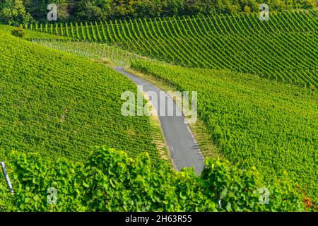 germania,baviera,bassa franconia,regione vinicola della franconia,ifofen,paesaggio vinicolo sul kalbberg Foto Stock