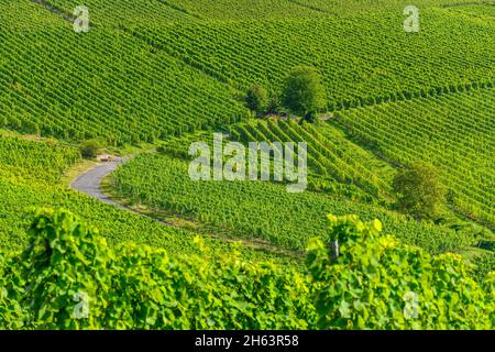 germania,baviera,bassa franconia,regione vinicola della franconia,ifofen,paesaggio vinicolo sul kalbberg Foto Stock