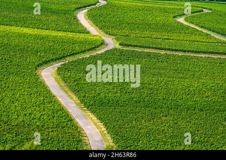 germania,baviera,bassa franconia,regione vinicola della franconia,willanzheim,distretto hüttenheim,paesaggio del vino,vista da tannenberg Foto Stock