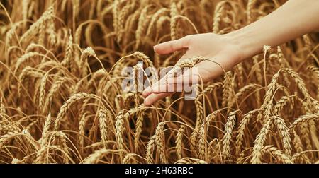 la mano femminile tocca un guglie in un campo di grano. primo piano. Foto Stock