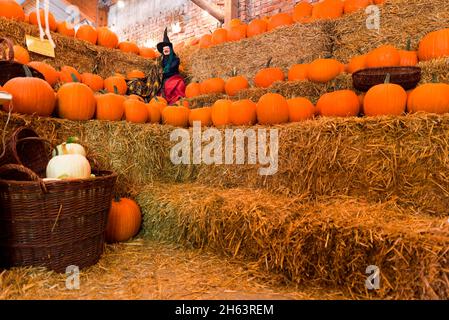 fattoria con offerte di zucca, hagenburg, bassa sassonia Foto Stock