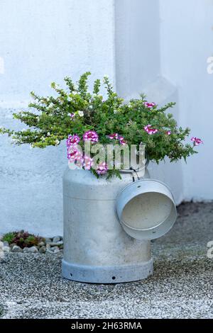 il latte vecchio può piantare con i fiori. Foto Stock