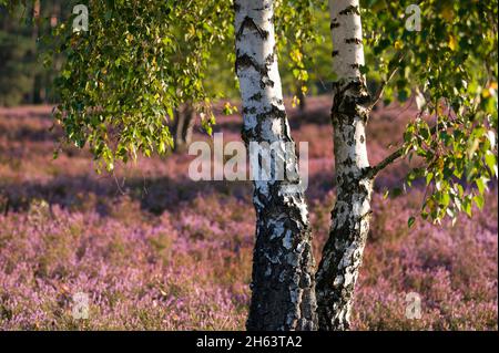alberi di betulla nell'eride di behringer, sullo sfondo i fiori dell'erica comune bagliano alla luce del sole, riserva naturale nei pressi di behringen vicino a bispingen, parco naturale di lüneburg heath, germania, bassa sassonia Foto Stock