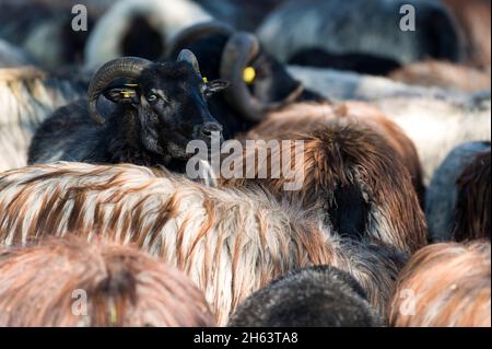 mandria di heidschnucken nella riserva naturale brughiera di lueneburg, germania, bassa sassonia Foto Stock