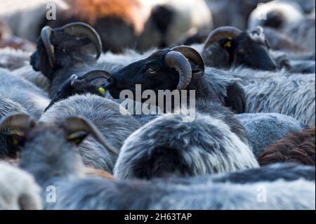 mandria di heidschnucken nella riserva naturale brughiera di lueneburg, germania, bassa sassonia Foto Stock