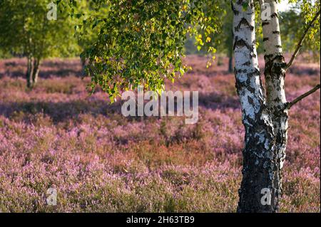 alberi di betulla nell'eride di behringer, sullo sfondo i fiori dell'erica comune bagliano alla luce del sole, riserva naturale nei pressi di behringen vicino a bispingen, parco naturale di lüneburg heath, germania, bassa sassonia Foto Stock