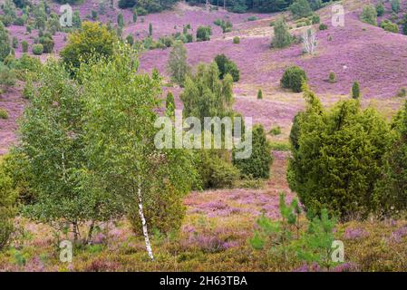 l'erica comune fiorita (calluna vulgaris) copre il terreno nel totengrund, tra gli uccelli e ginepri, riserva naturale nei pressi di wilsede vicino bispisen, parco naturale lüneburg heath, germania, bassa sassonia Foto Stock