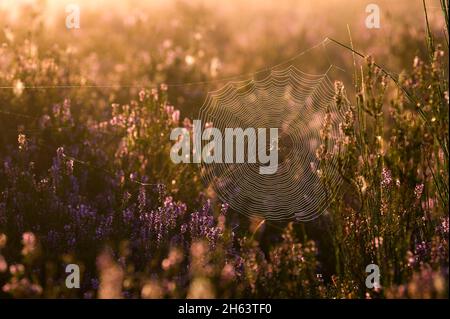 un ragno ha intessuto la sua rete tra cespugli di erica fiorente, l'alba nell'eride di behringer, la riserva naturale vicino behringen vicino bispisingen, il parco naturale di lüneburg heath, la germania, bassa sassonia Foto Stock