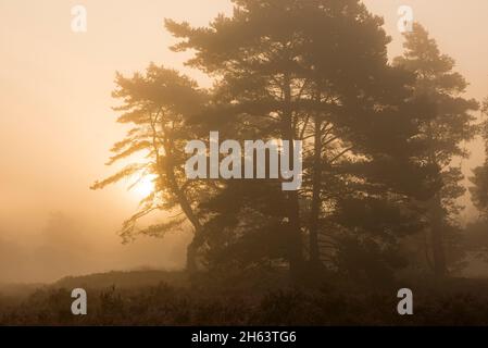 pinete nella brughiera di behringer, alba e nebbia umore, riserva naturale vicino behringen vicino bispisingen, parco naturale di lueneburg heath, germania, bassa sassonia Foto Stock