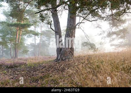 pinete, erbe e erica fiorita nella behringer heide, nebbia umore al mattino, riserva naturale vicino behringen vicino bispisen, parco naturale lüneburg heath, germania, bassa sassonia Foto Stock