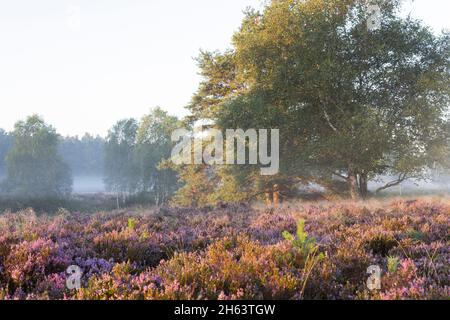 umore del mattino nella behringer heide, sole e nebbia del mattino, erica comune fiorita (calluna vulgaris), riserva naturale vicino behringen vicino bispisen, parco naturale lüneburg heath, germania, bassa sassonia Foto Stock