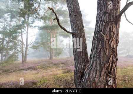 tronco di una pineta, pineta e erica fiorita nella behringer heide, nebbia umore al mattino, riserva naturale vicino behringen vicino bispingen, parco naturale lüneburg heath, germania, bassa sassonia Foto Stock