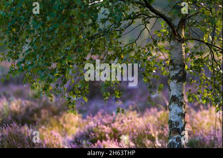 singola betulla in erica, sullo sfondo i fiori della erica comune bagliano alla luce del sole, umore del mattino in behringer heide, riserva naturale vicino behringen vicino bispisingen, parco naturale lüneburg heath, germania, bassa sassonia Foto Stock