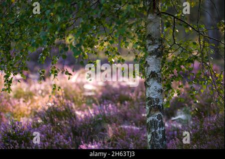 singola betulla in erica, sullo sfondo i fiori della erica comune bagliano alla luce del sole, umore del mattino in behringer heide, riserva naturale vicino behringen vicino bispisingen, parco naturale lüneburg heath, germania, bassa sassonia Foto Stock