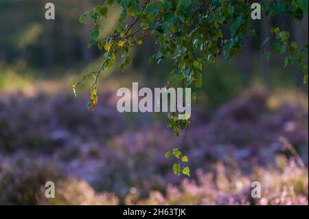 rami di betulla, sullo sfondo i fiori del bagliore di erica comune, eride behringer, riserva naturale vicino a behringen vicino a bispingen, parco naturale lüneburg heath, germania, bassa sassonia Foto Stock