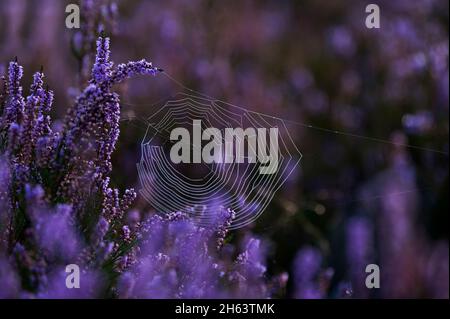 un ragno ha intessuto la sua rete tra cespugli di erica fiorente, umore del mattino, eride behringer, riserva naturale vicino behringen vicino bispisingen, parco naturale lüneburg heath, germania, bassa sassonia Foto Stock