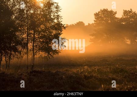 mattina umore nella behringer heide, la luce del sole illumina la nebbia, birch individuali e pini si levano in erica, riserva naturale vicino behringen vicino bispisen, parco naturale lüneburg heath, germania, bassa sassonia Foto Stock