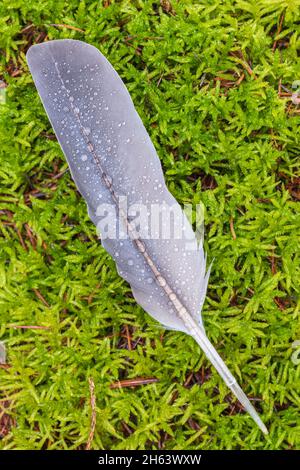 piume di colomba su muschio verde, gocce di rugiada Foto Stock