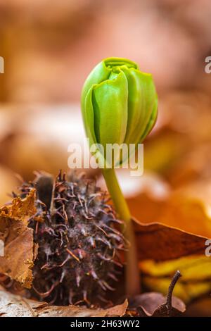 faggio, faggio comune (fagus sylvatica), noci germinanti e semi vuoti Foto Stock