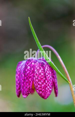 giglio a scacchi o fritillario, fritillaria meleagris Foto Stock