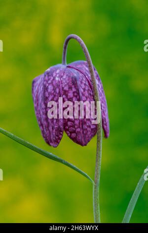 giglio a scacchi o fritillario, fritillaria meleagris Foto Stock