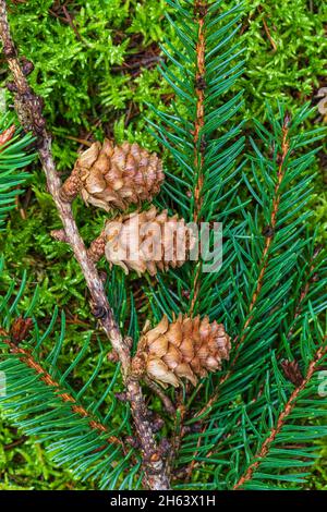 coni di larice, primo piano, pavimento di foresta Foto Stock