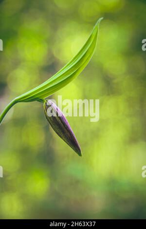 orchidea slipper della madonna, calceolo cipripido in natura, orchidee selvatiche non ancora in fiore,dolomiti,belluno,veneto,italia Foto Stock