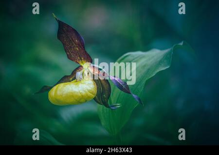 orchidea slipper della madonna, calceolo cipripido nella natura, dolomiti, belluno, veneto, italia Foto Stock