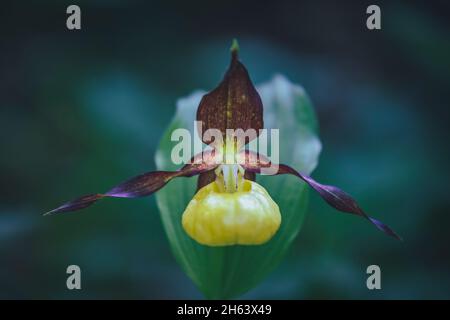 orchidea slipper della madonna, calceolo cipripido nella natura, dolomiti, belluno, veneto, italia Foto Stock