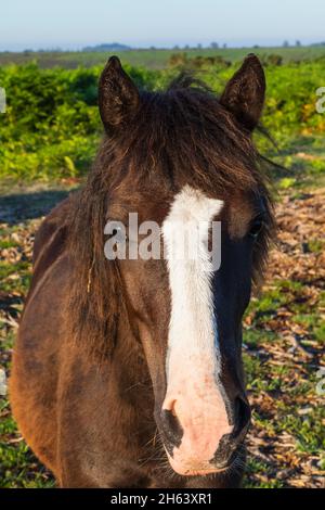 inghilterra, hampshire, la nuova foresta, cavallo Foto Stock