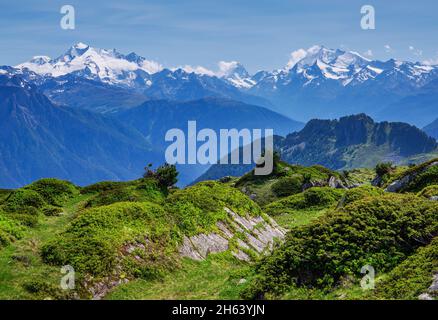 panorama della vetta con dom 4545m, matterhorn 4478m e weisshorn 4505m dalla zona escursionistica aletsch, riederalp, alpi del vallese, vallese, svizzera Foto Stock