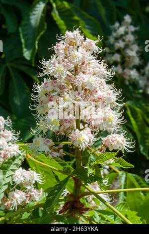 germania,baden-wuerttemberg,fiore della castagna equina comune,aesculus hippocastanum Foto Stock