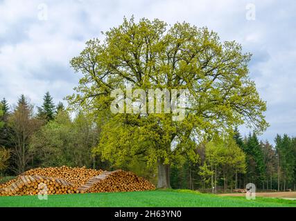 germania,baden-wuerttemberg,welzheim,quercia reale a nord di gausmannsweiler,quercia pedunculate,quercus robur, Foto Stock