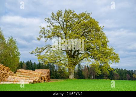 germania,baden-wuerttemberg,welzheim,quercia reale a nord di gausmannsweiler,quercia pedunculate,quercus robur, Foto Stock