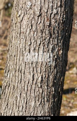 germania,baden-wuerttemberg,tübingen,albero di servizio,sorbus domestica,corteccia Foto Stock