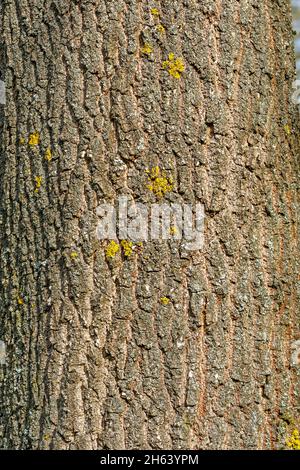 germania,baden-wuerttemberg,corteccia,di una giovane quercia inglese,quercus robur. Foto Stock