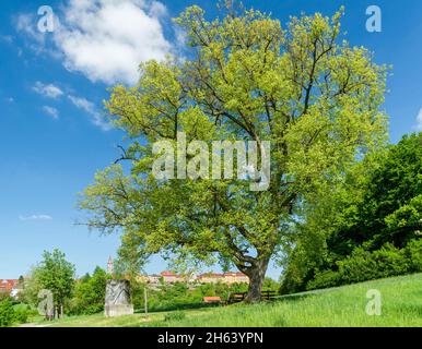 germania,baden-wuerttemberg,kirchberg an der jagst,lime con foglie fresche a sophienberg con vista sulla città vecchia. Foto Stock