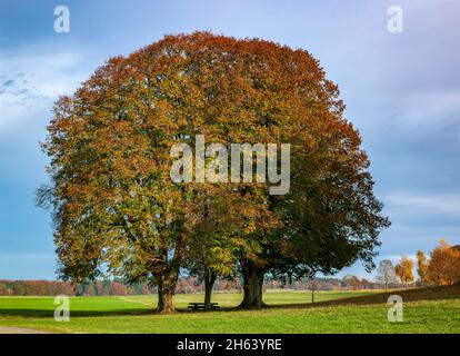 germania,baden-wuerttemberg,gammertingen - feldhausen,gruppo di alberi 'cinque linden', foglie d'autunno, monumento naturale Foto Stock