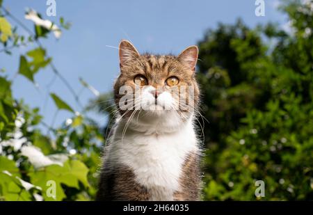 tabby bianco britannico shorthair gatto all'aperto ritratto in un giardino verde soleggiato Foto Stock