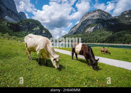 campi verdi alpini e mucche nei prati vicino al lago di gosau in estate giorno di sole. regione salzkammergut, valle di gosau in alta austria, alpi. europa. Foto Stock